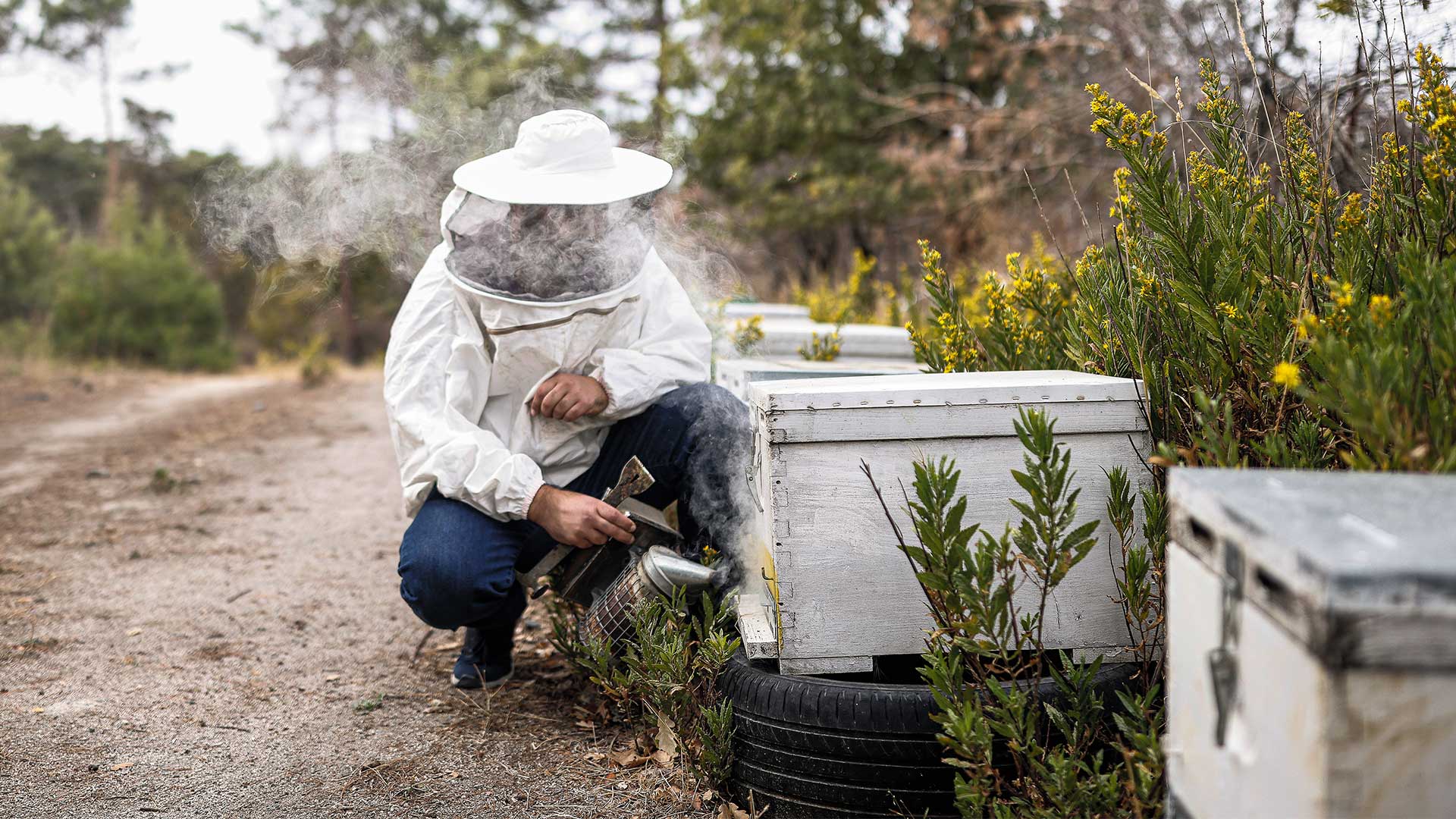 Η επόμενη μέρα της Δαδιάς, μετά την καταστροφή-7