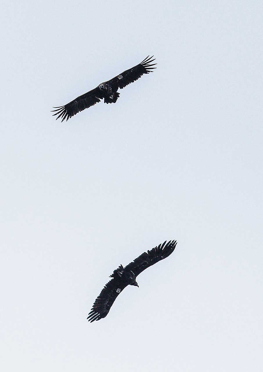 Η επόμενη μέρα της Δαδιάς, μετά την καταστροφή-5
