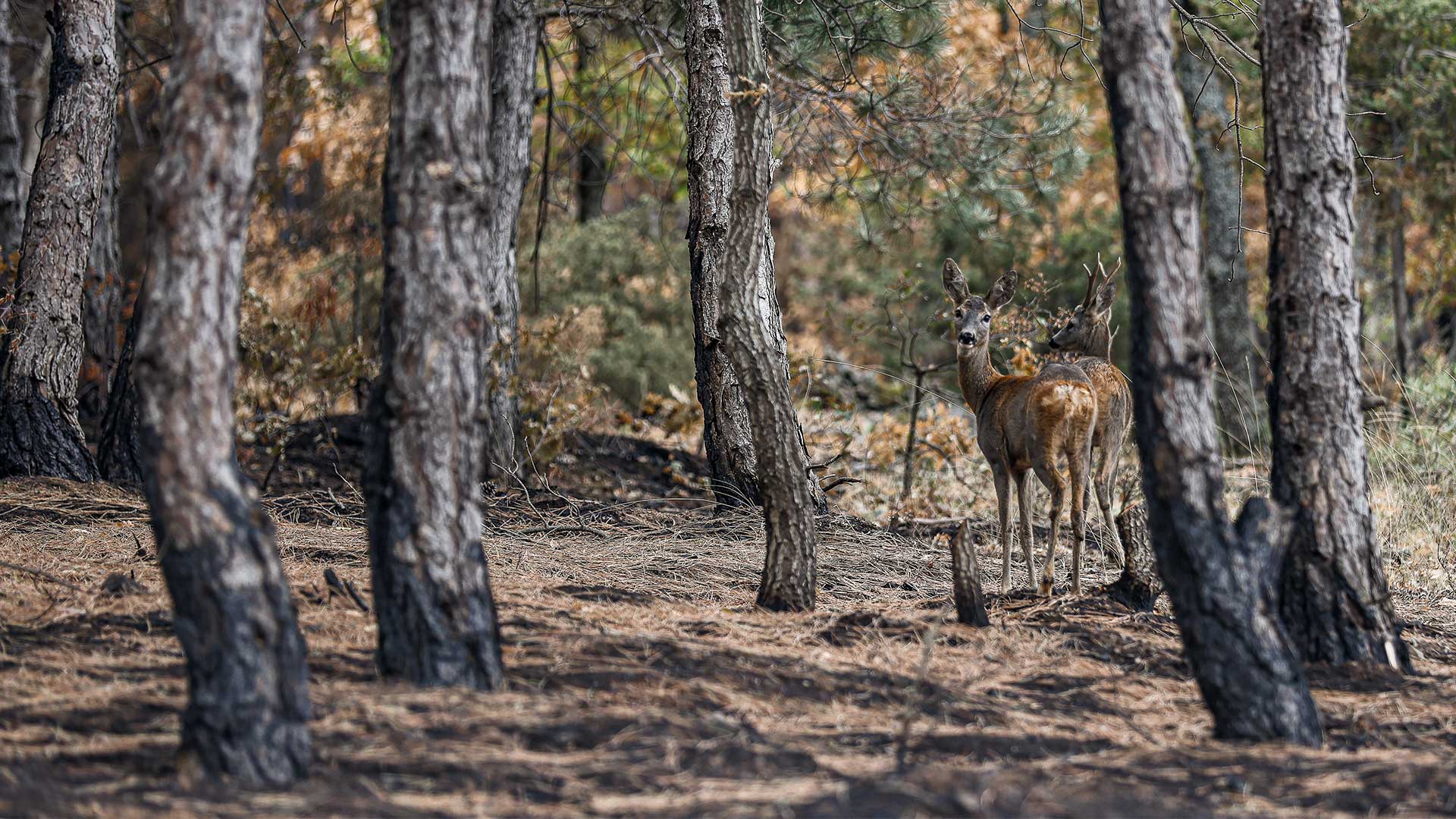 Η επόμενη μέρα της Δαδιάς, μετά την καταστροφή-3