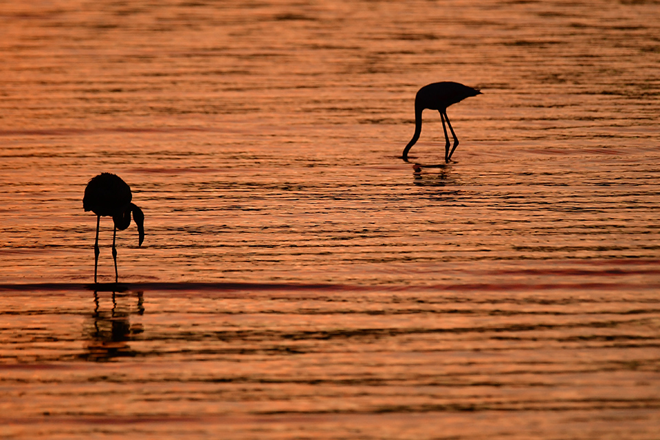 Ο βασιλιάς των πουλιών-2