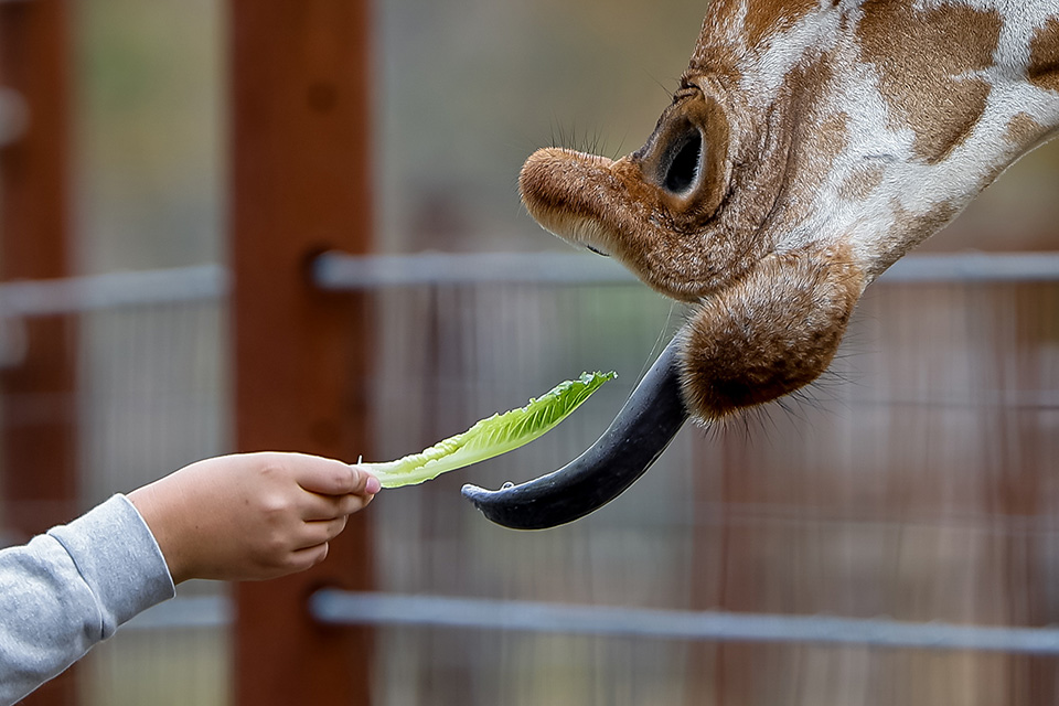 Παγκόσμια ημέρα τηλεόρασης-3