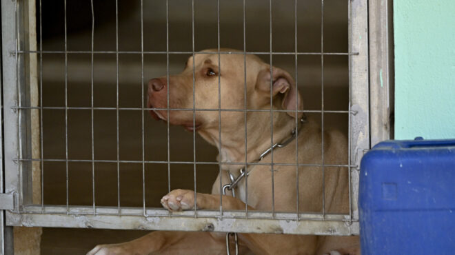 πίσω-από-κάθε-δάγκωμα-βρίσκεται-ένας-562703749