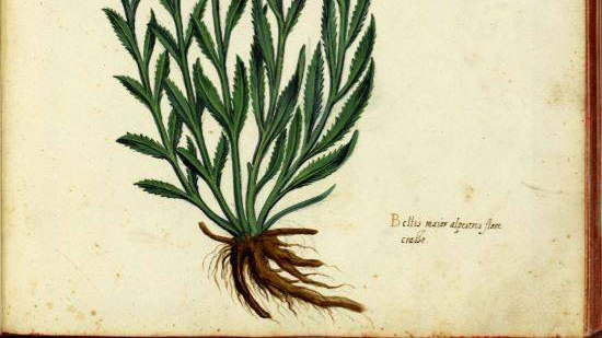 μπολόνια-ανακαλύφθηκε-φυτολόγιο-500-ετώ-562716997