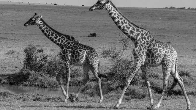 90-χρoνια-πριν-8-11-1933-562715437