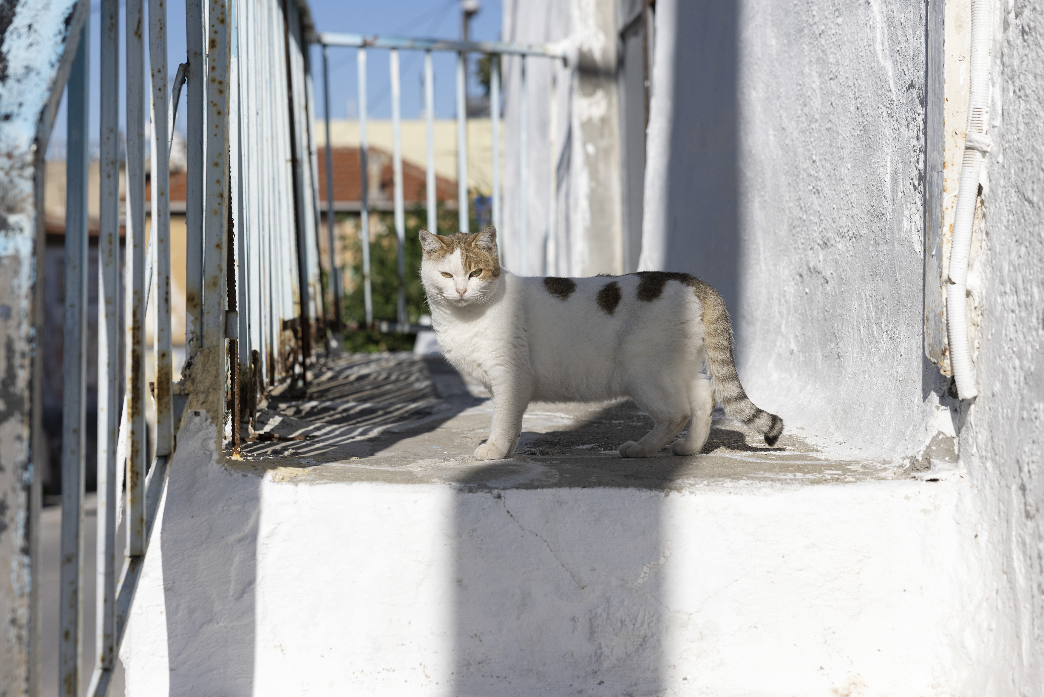Οι τελευταίοι «καστρόπληκτοι» της Θεσσαλονίκης-13