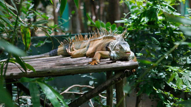 η-ταϊλάνδη-συλλαμβάνει-ιγκουάνα-562743802