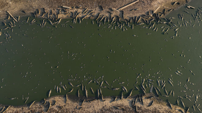 στριμωξίδι-562733047