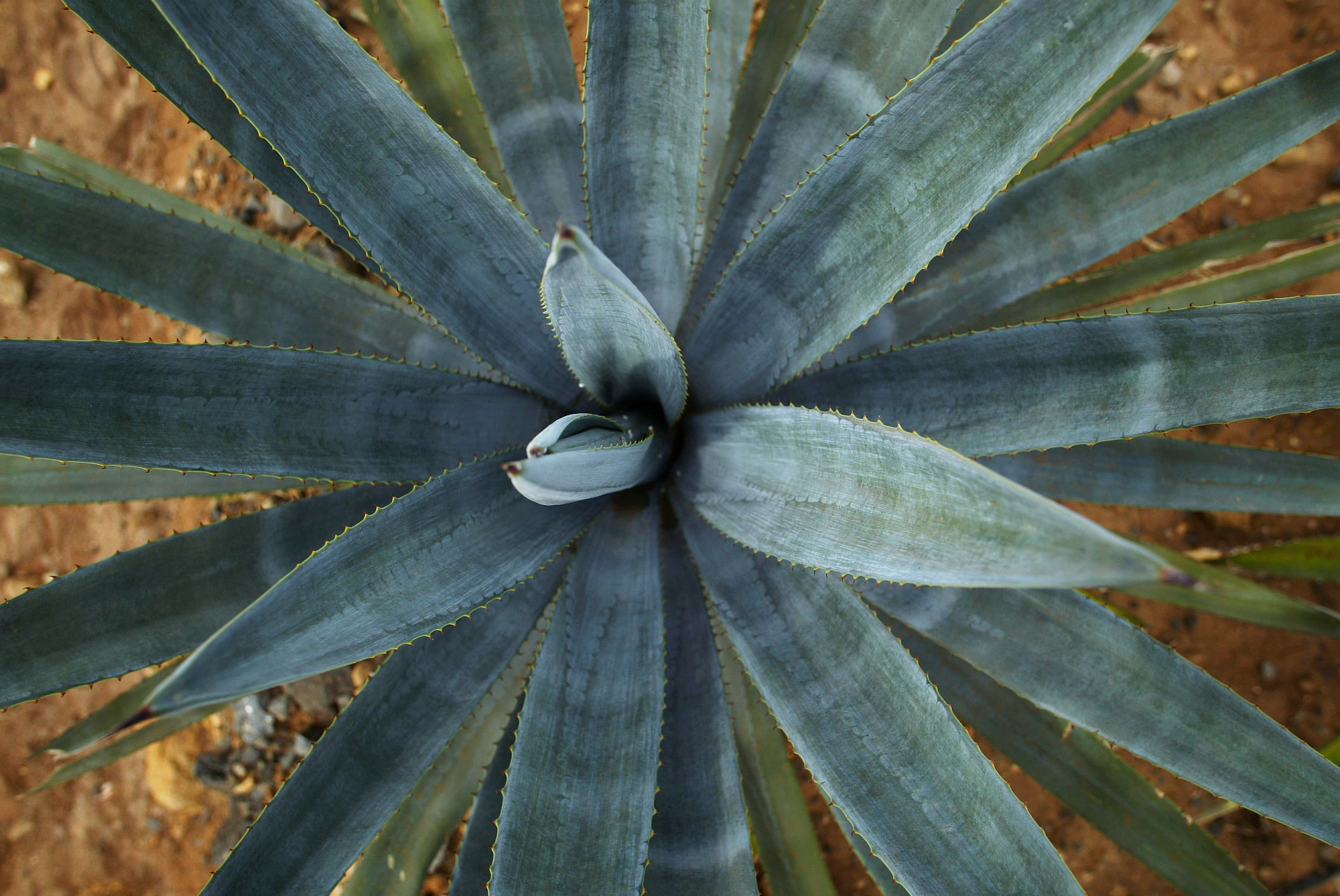 Γιατί ολοένα και περισσότεροι Καλιφορνέζοι στρέφονται στην αγαύη-4