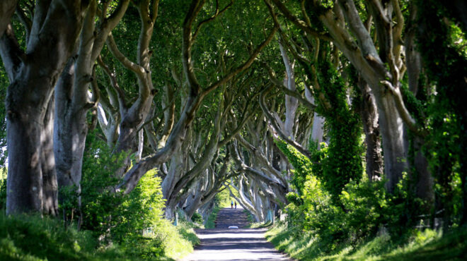 β-ιρλανδία-κόβουν-τα-δέντρα-που-πρωτα-562730713