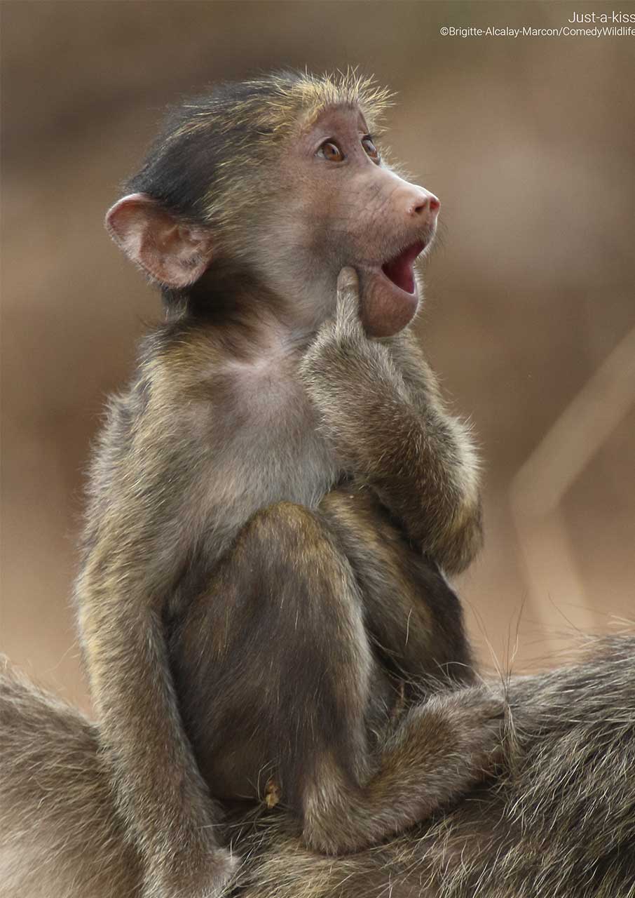 Οι πιο αστείες φωτογραφίες ζώων που κυκλοφορούν στο ίντερνετ-2