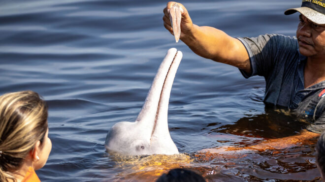 ο-θάνατος-του-ροζ-δελφινιού-του-αμαζον-562744735