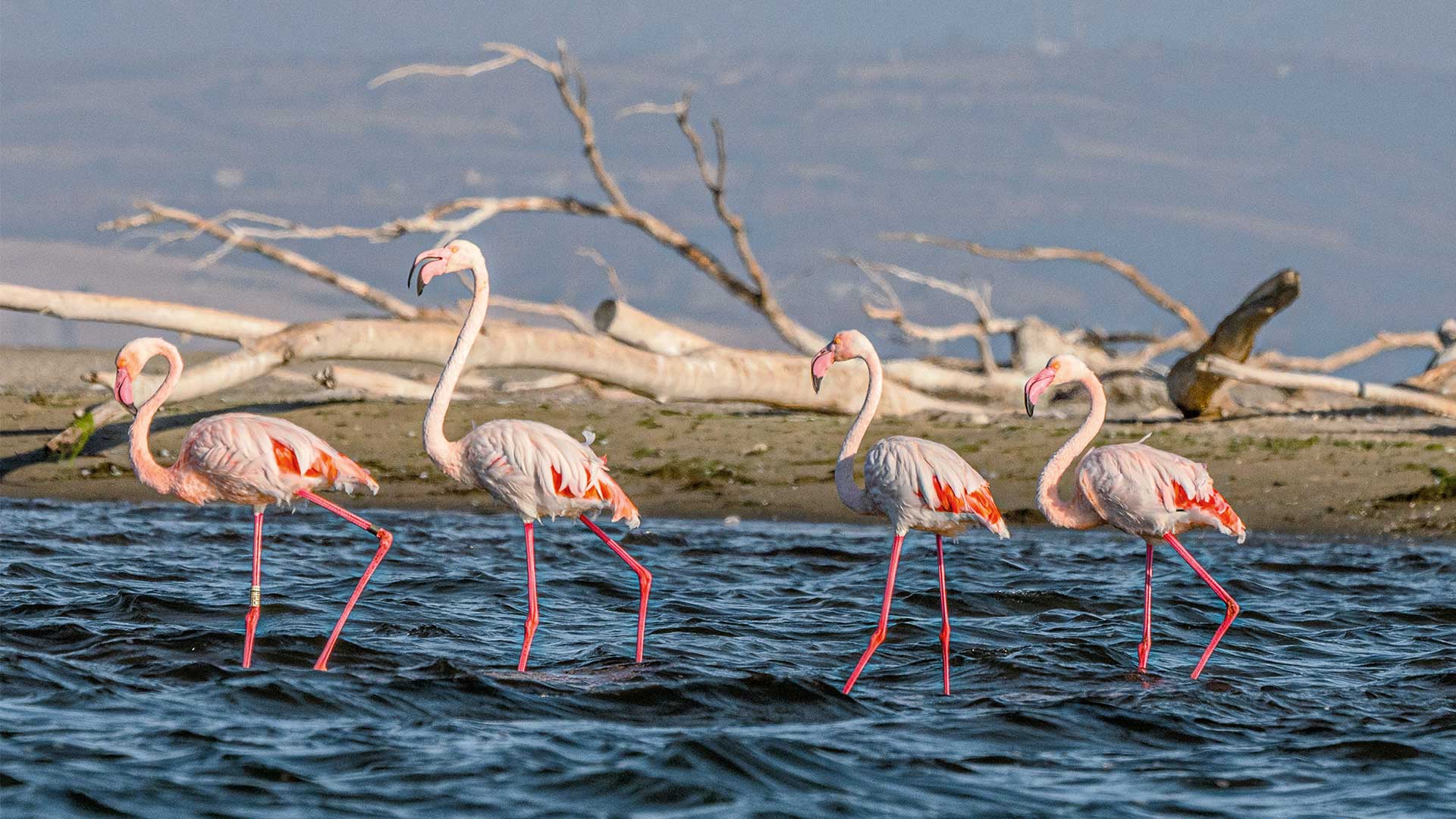 Ταξίδι στο Δέλτα του Εβρου, έναν βιότοπο παγκόσμιας σημασίας-2