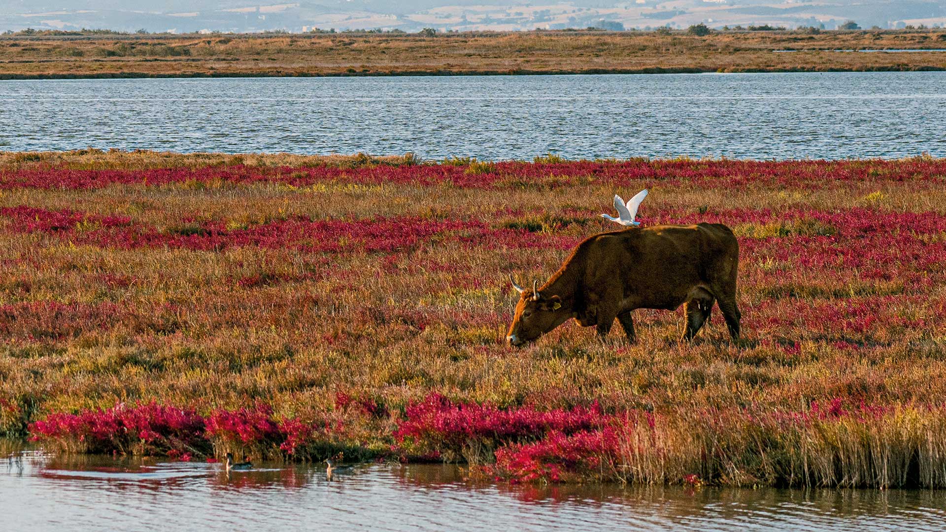 Ταξίδι στο Δέλτα του Εβρου, έναν βιότοπο παγκόσμιας σημασίας-3