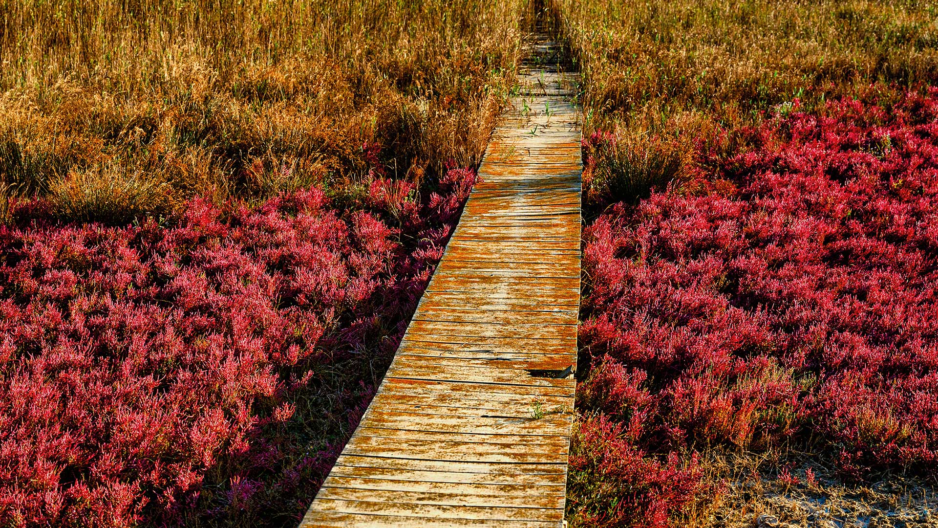 Ταξίδι στο Δέλτα του Εβρου, έναν βιότοπο παγκόσμιας σημασίας-7