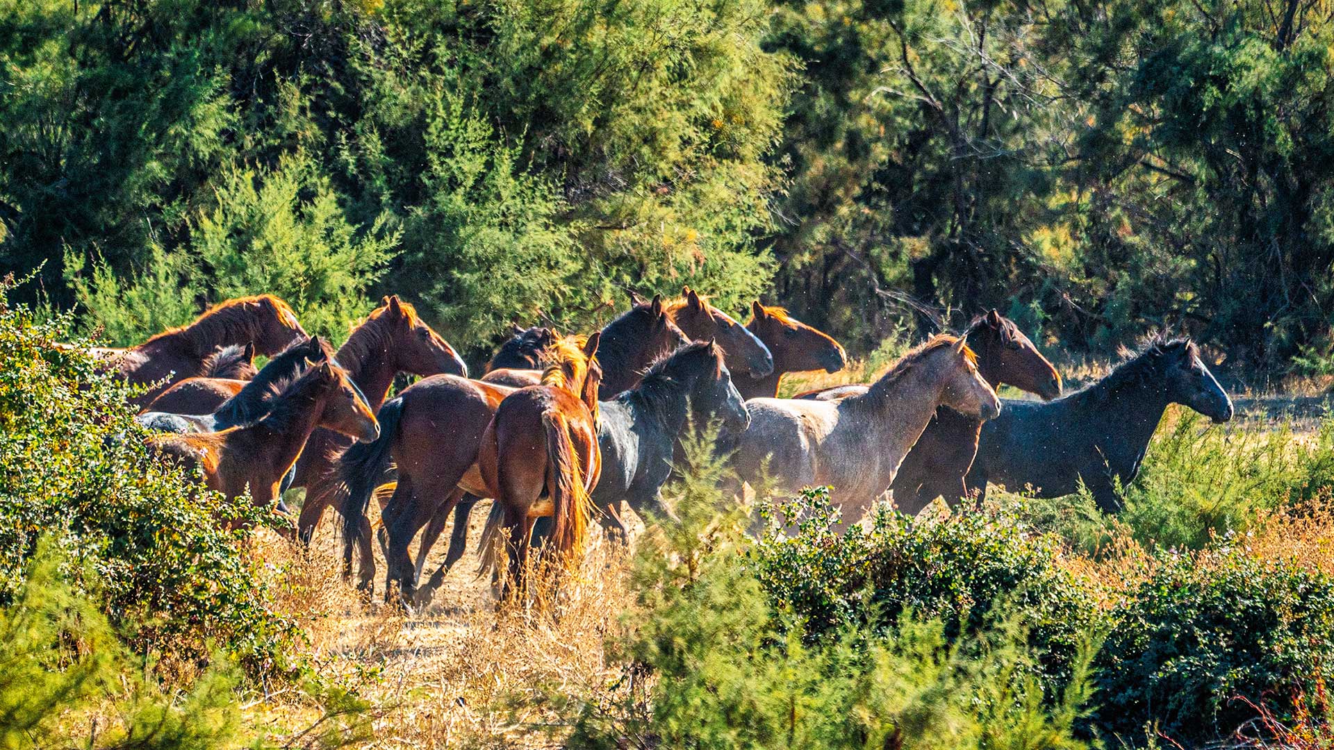 Ταξίδι στο Δέλτα του Εβρου, έναν βιότοπο παγκόσμιας σημασίας-8