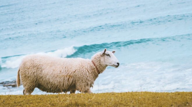 το-πιο-μοναχικό-πρόβατο-της-βρετανία-562705657