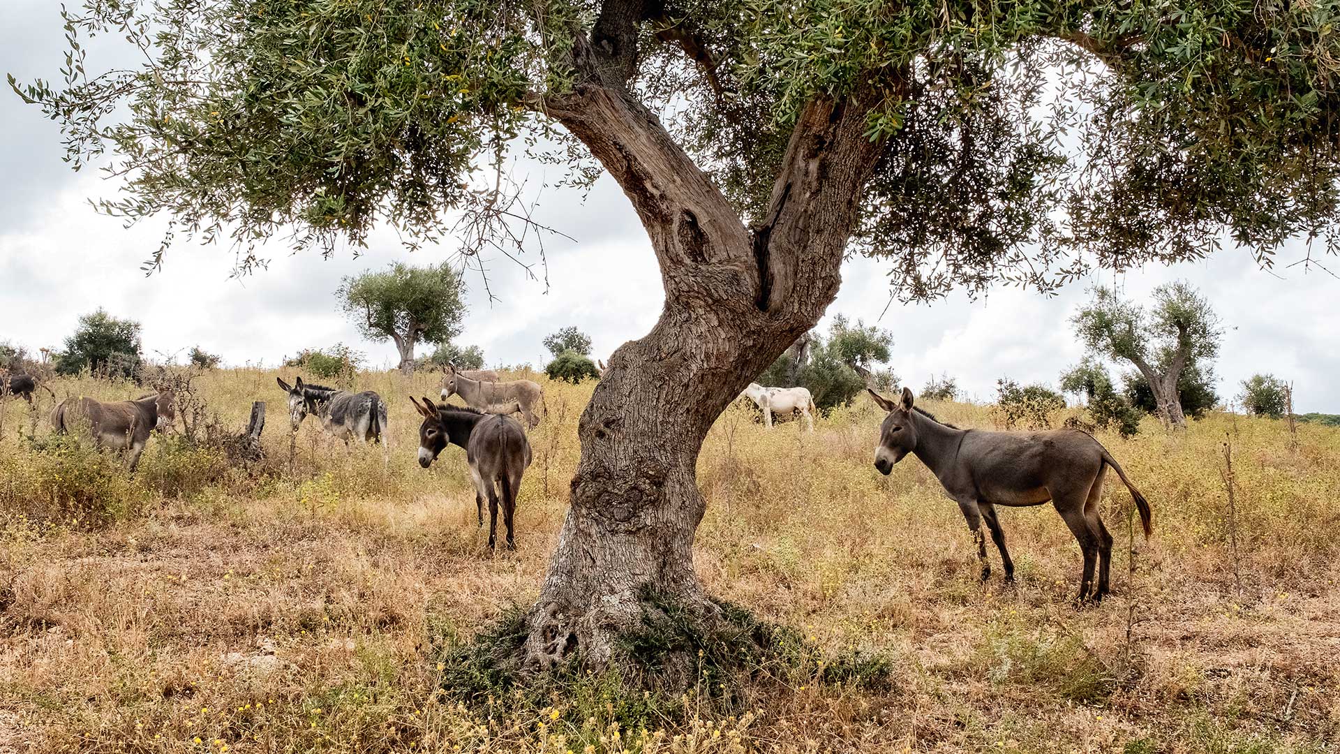 Maremma, η πιο αραιοκατοικημένη περιοχή της πιο διάσημης ιταλικής επαρχίας-2