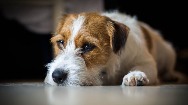 σικελία-το-μυστήριο-με-τα-σκασμένα-λάσ-562730116