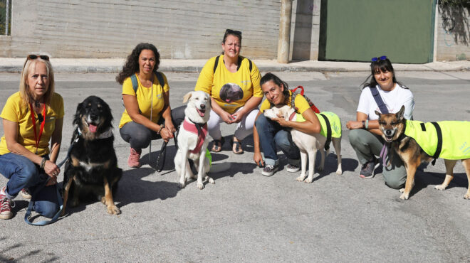 τι-συμβαίνει-σήμερα-με-τα-αδέσποτα-562714051