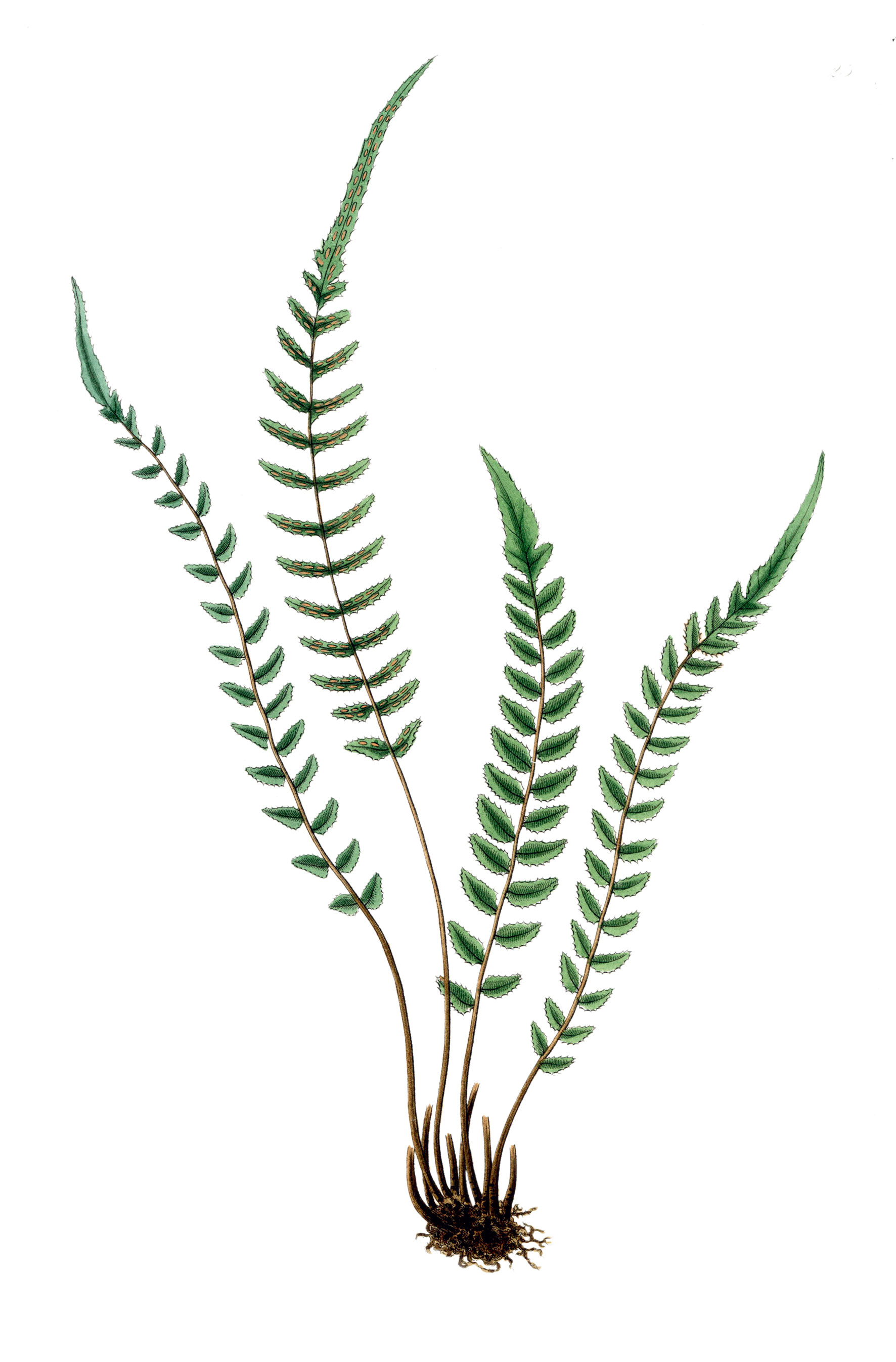 Το ιερό φυτό των Μαορί με τις «μαγικές» ιδιότητες-1