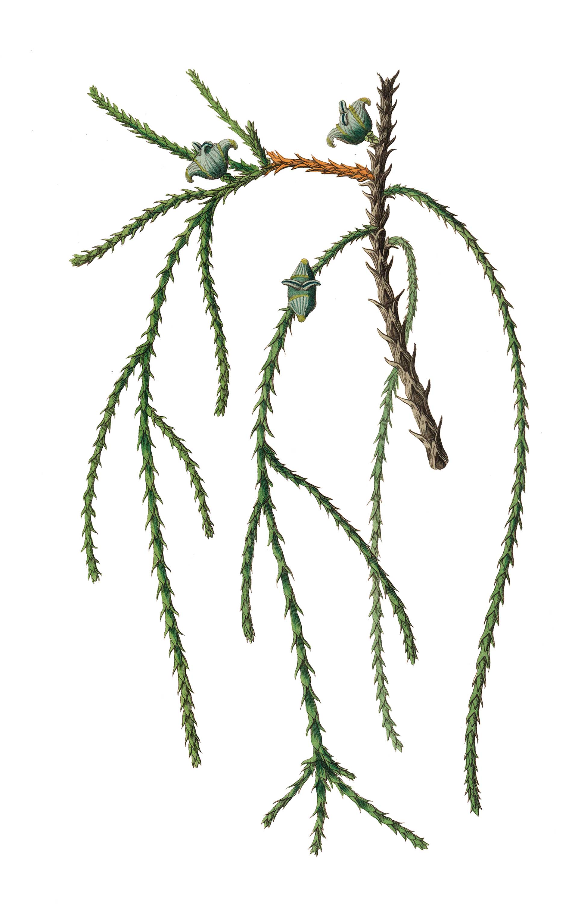 Το δέντρο που «φτιάχνει» τέλειους φράχτες για τον κήπο μας-1