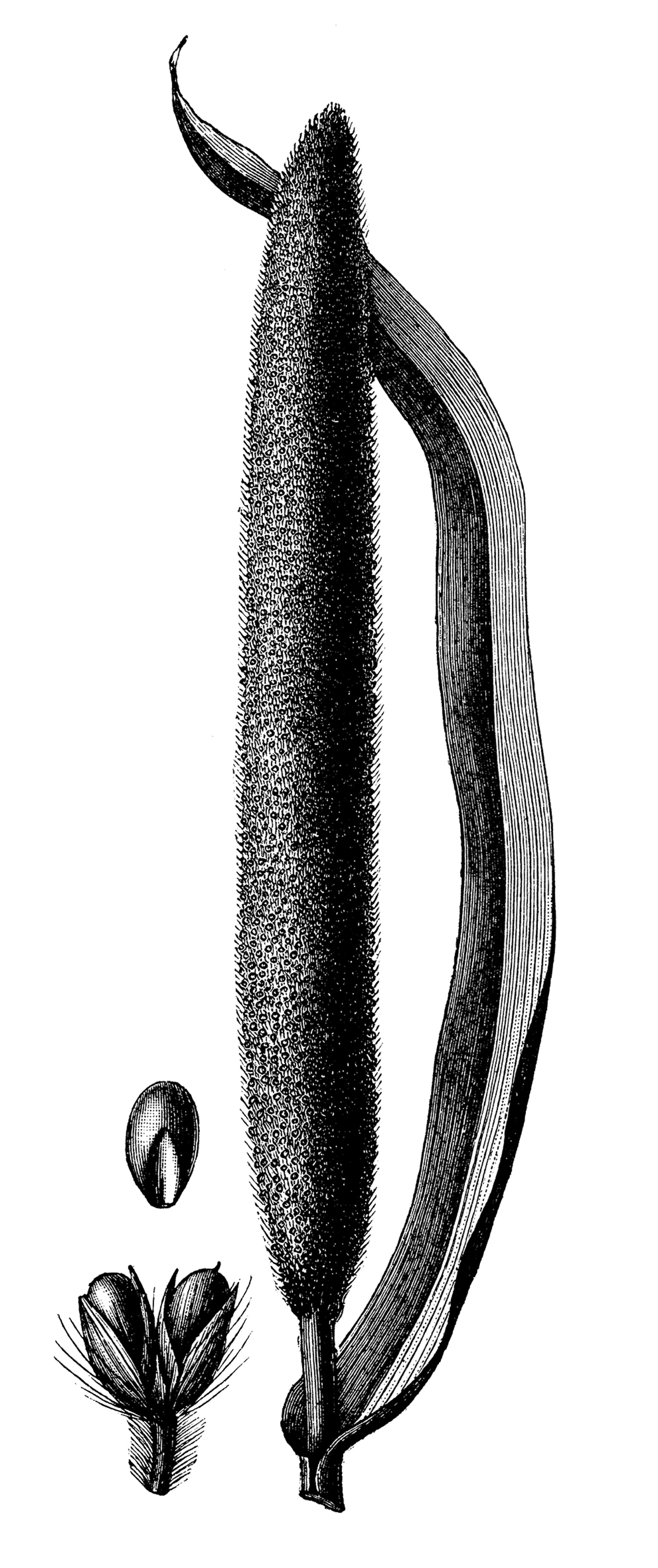 Το φυτό που θα κάνει τον κήπο σας να μοιάζει με λιβάδι-1