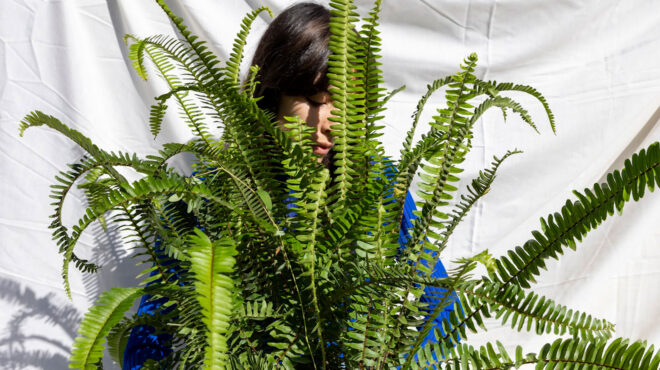 το-ιερό-φυτό-των-μαορί-με-τις-μαγικές-562734610