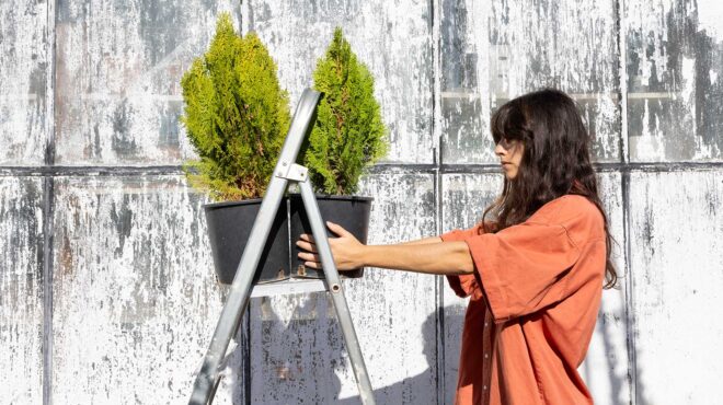 το-δέντρο-που-φτιάχνει-τέλειους-φρά-562747774