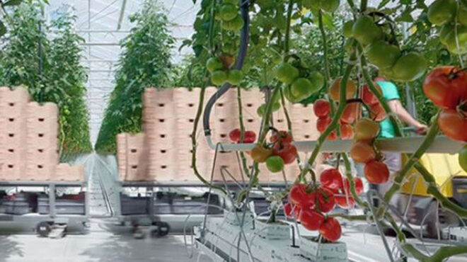 επεκτείνεται-δυναμικά-η-wonderplant-562714153