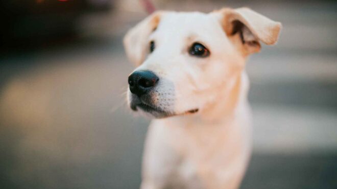 τι-συμβαίνει-σήμερα-με-τα-αδέσποτα-562721455