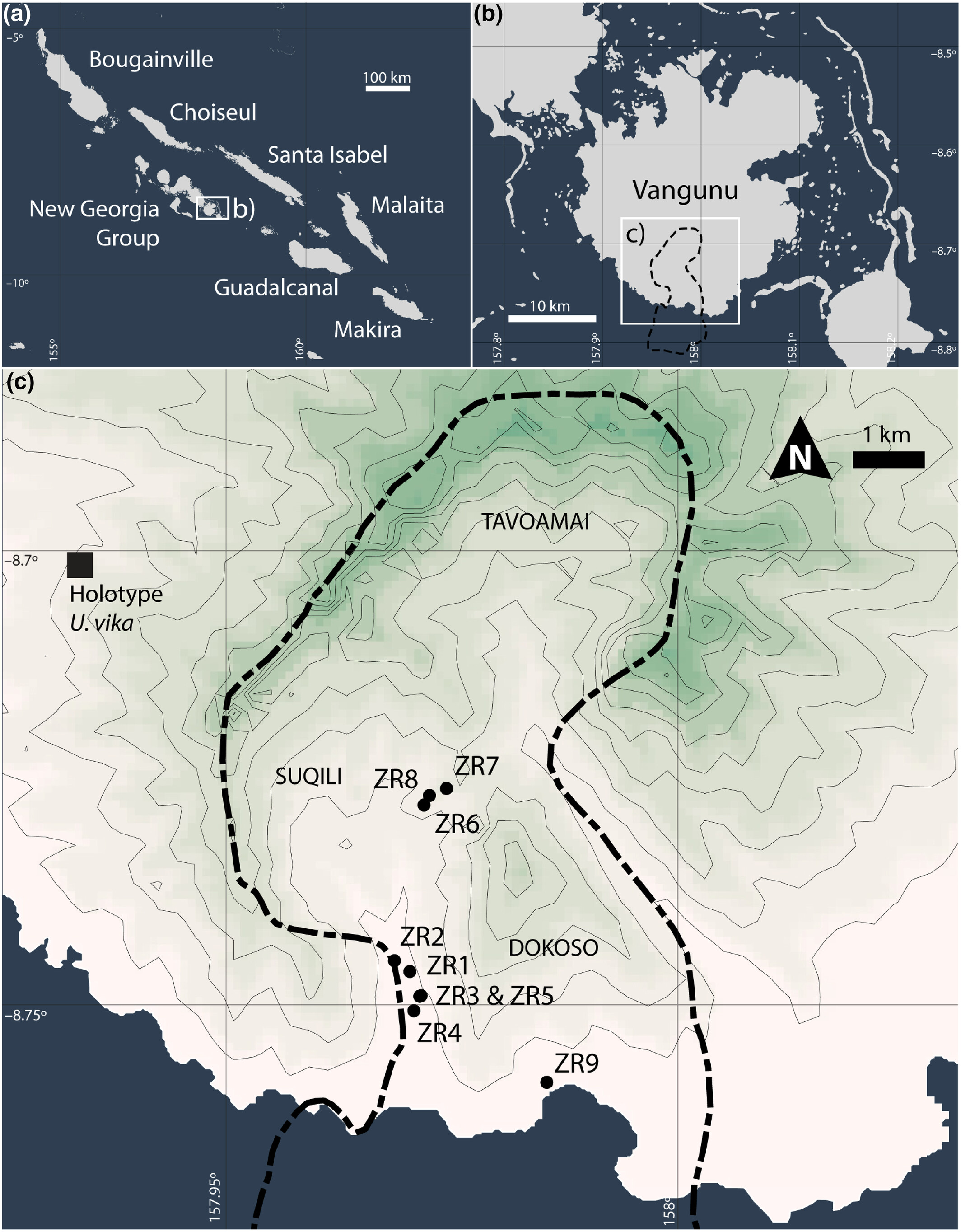 Καταγράφηκε για πρώτη φορά σπάνιος αρουραίος-γίγας, μήκους 45 εκατοστών-1