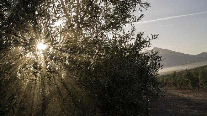 eurostat-68-αυξήθηκε-η-τιμή-του-ελαιολάδου-στην-562706005