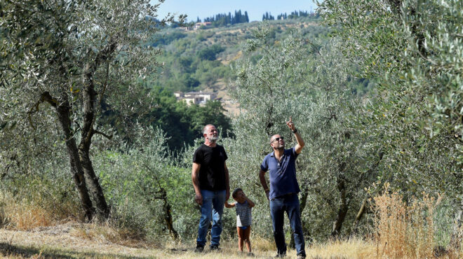 στον-ελαιοτουρισμό-στρέφονται-οι-παρ-562744693