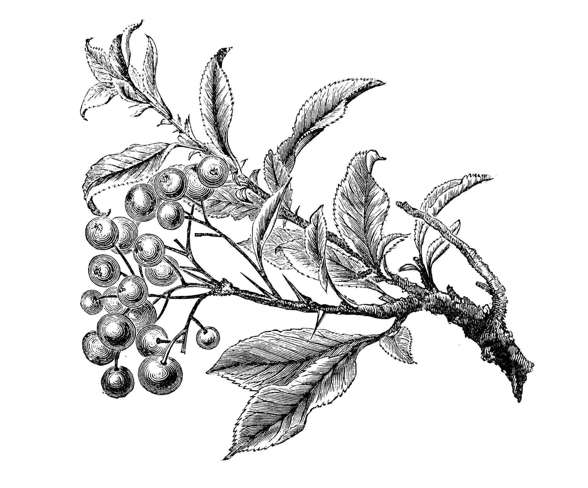 Το φυτό που προστατεύει τον κήπο από ανεπιθύμητους επισκέπτες-1