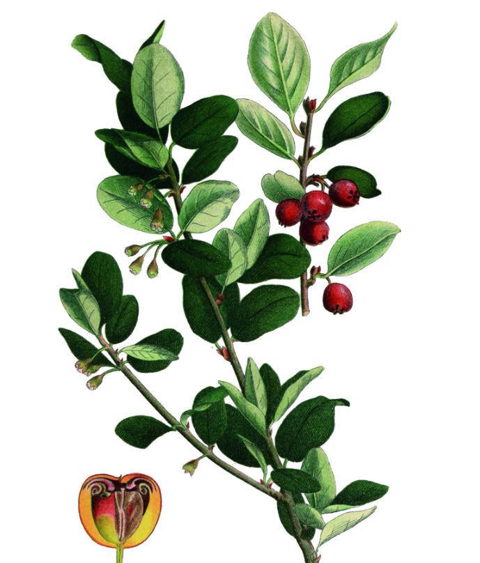 Το φυτό που θα φέρει το κελαΐδισμα των πουλιών στον κήπο σας-1