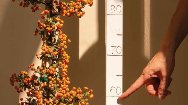 το-φυτό-που-προστατεύει-τον-κήπο-από-αν-562721386