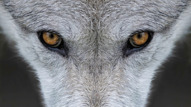 σέρρες-λύκος-σκότωσε-πόνυ-σε-ιππικό-σύ-562753879