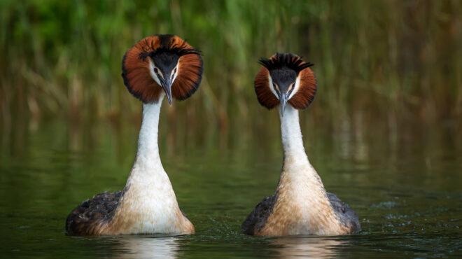 το-puteketeke-στέφθηκε-πτηνό-του-αιώνα-με-αμε-562729846