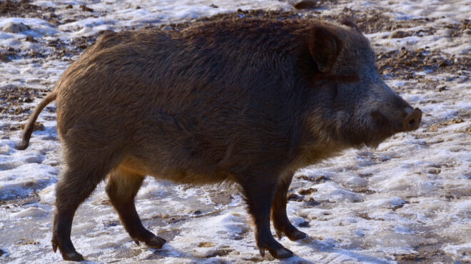 ηπα-γιατί-το-καναδικό-σούπερ-γουρούν-562747687