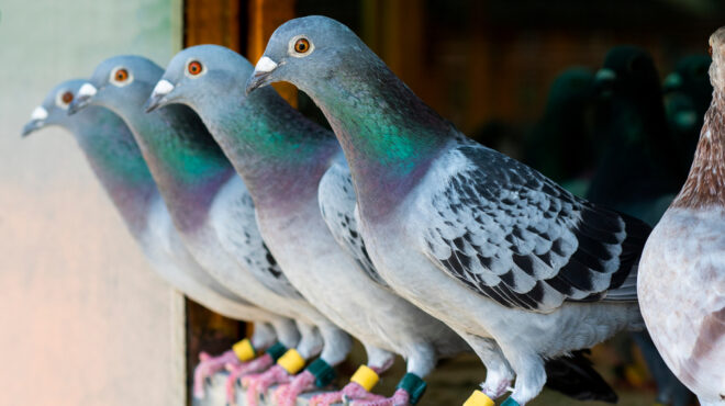 τα-περιστέρια-εξακολουθούν-να-είναι-τ-562726888
