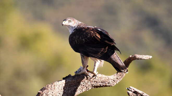 το-ισραήλ-στέλνει-αρπακτικά-πουλιά-να-562719901