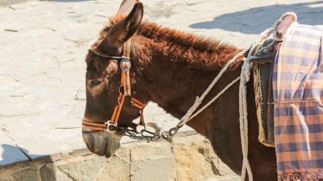 τηλεόραση-παιδεία-και-προστασία-των-ζ-562712965