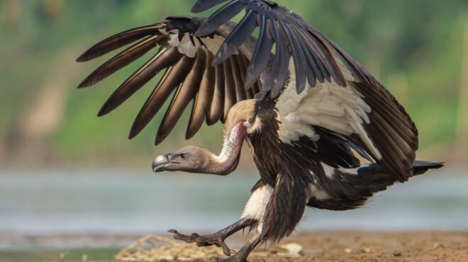 οι-γύπες-ίσως-είναι-από-τα-εξυπνότερα-π-562726633