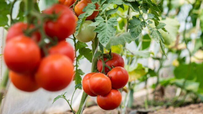 τα-φυτοφάρμακα-απειλούν-τα-σπερματοζ-562730707