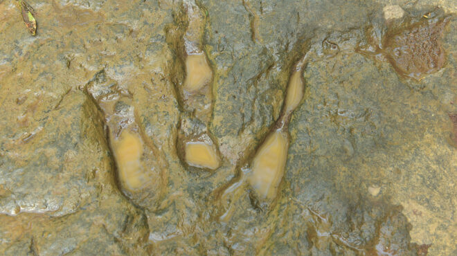 δεινόσαυροι-τι-μας-δείχνουν-τα-απολιθ-562746088