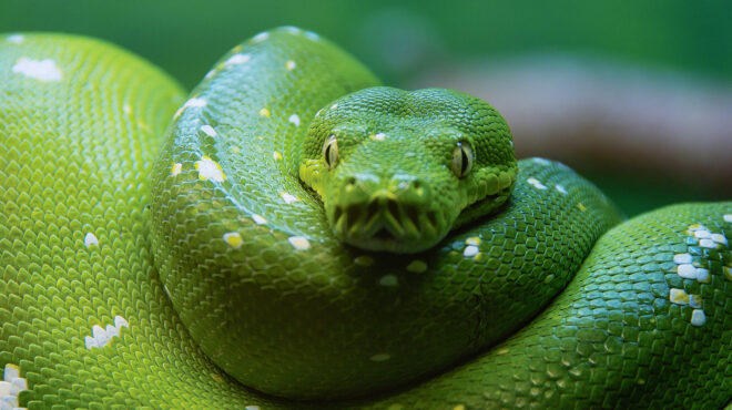 ολλανδία-εξαιρετικά-δηλητηριώδες-562741048