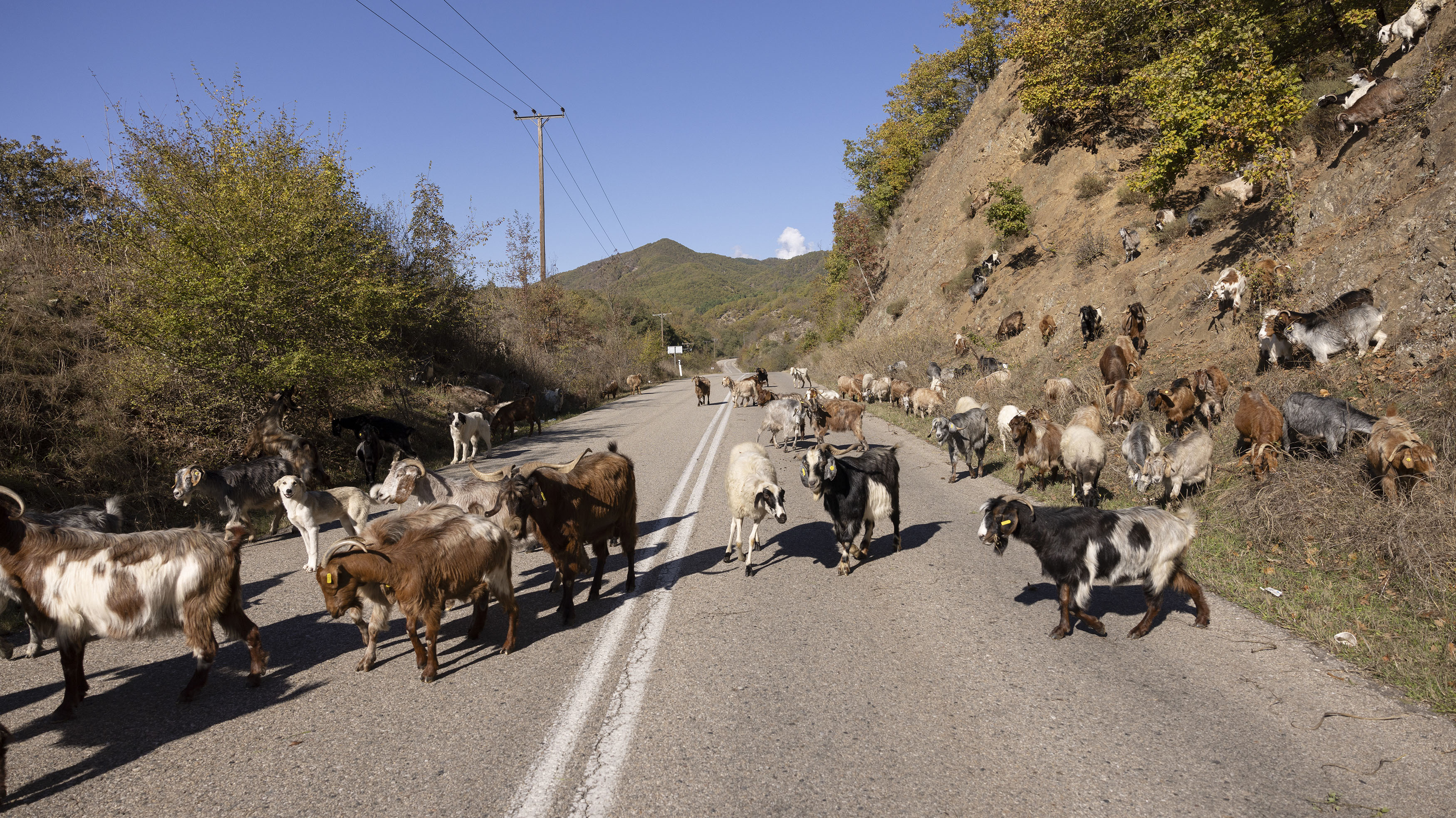 «Εμείς είμαστε οι τελευταίοι βοσκοί»-5