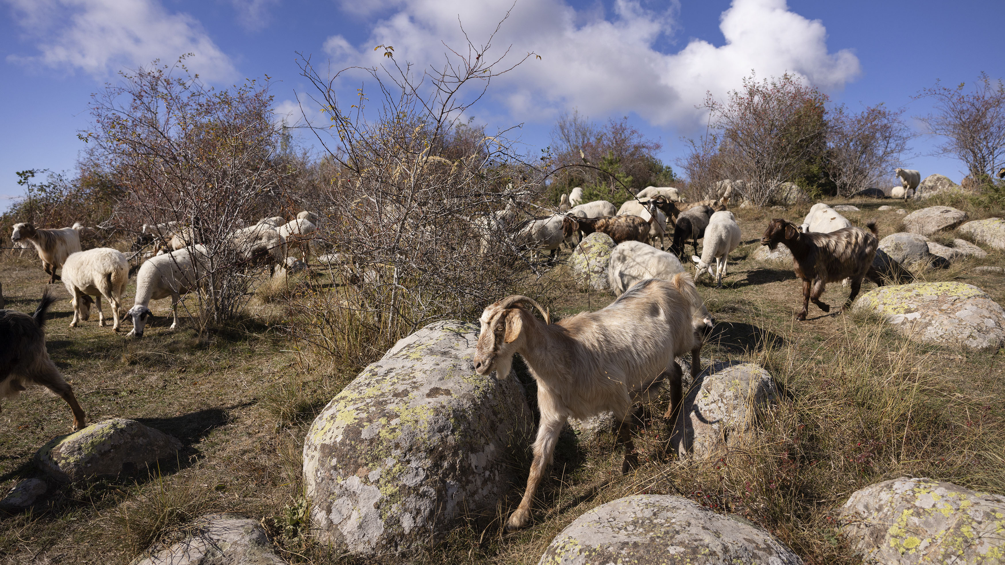 «Εμείς είμαστε οι τελευταίοι βοσκοί»-2