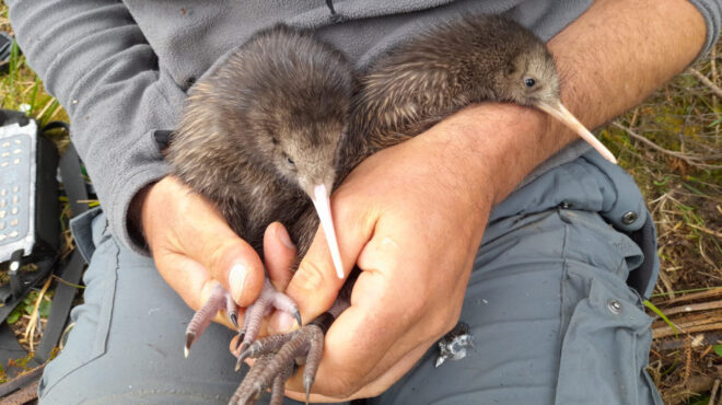 νέα-ζηλανδία-αισιοδοξία-με-τη-γέννηση-562769257