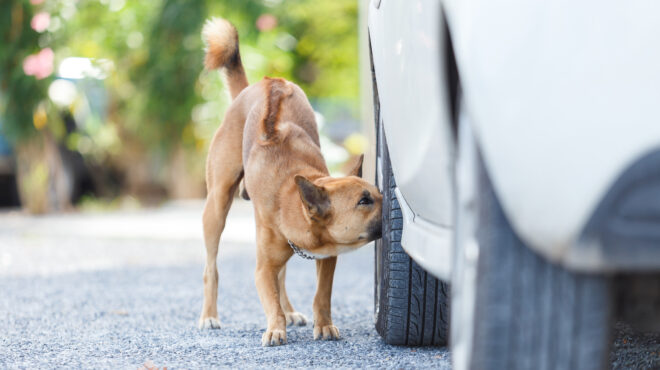 σικελία-το-μυστήριο-με-τα-σκασμένα-λάσ-562765168